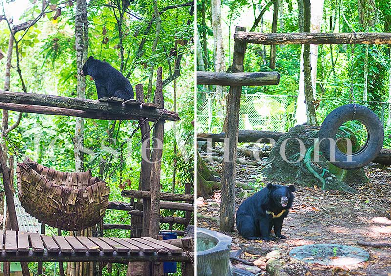 Thác Kuang Si , trại bảo tồn gấu đen 