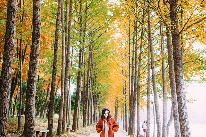 Hàn Quốc | Tự đi từ Seoul ra đảo quốc Nami đón mùa thu lá vàng
